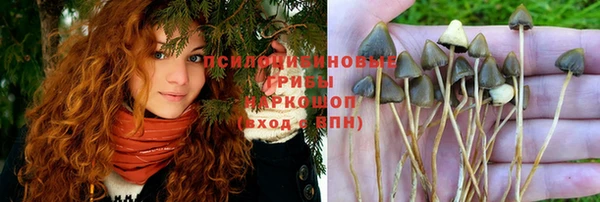 сатива Няндома